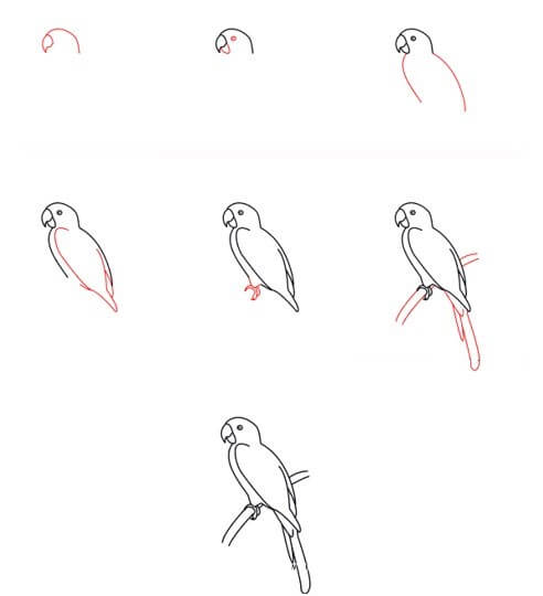 Amerika papağanı (2) çizimi