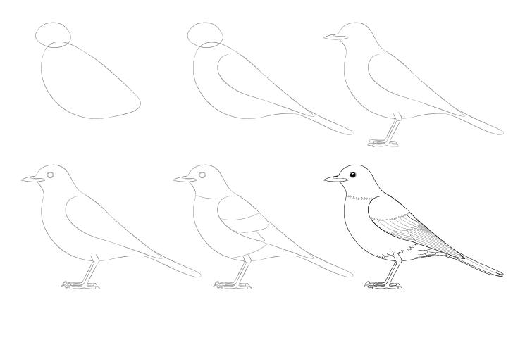 Kuş fikri (1) çizimi