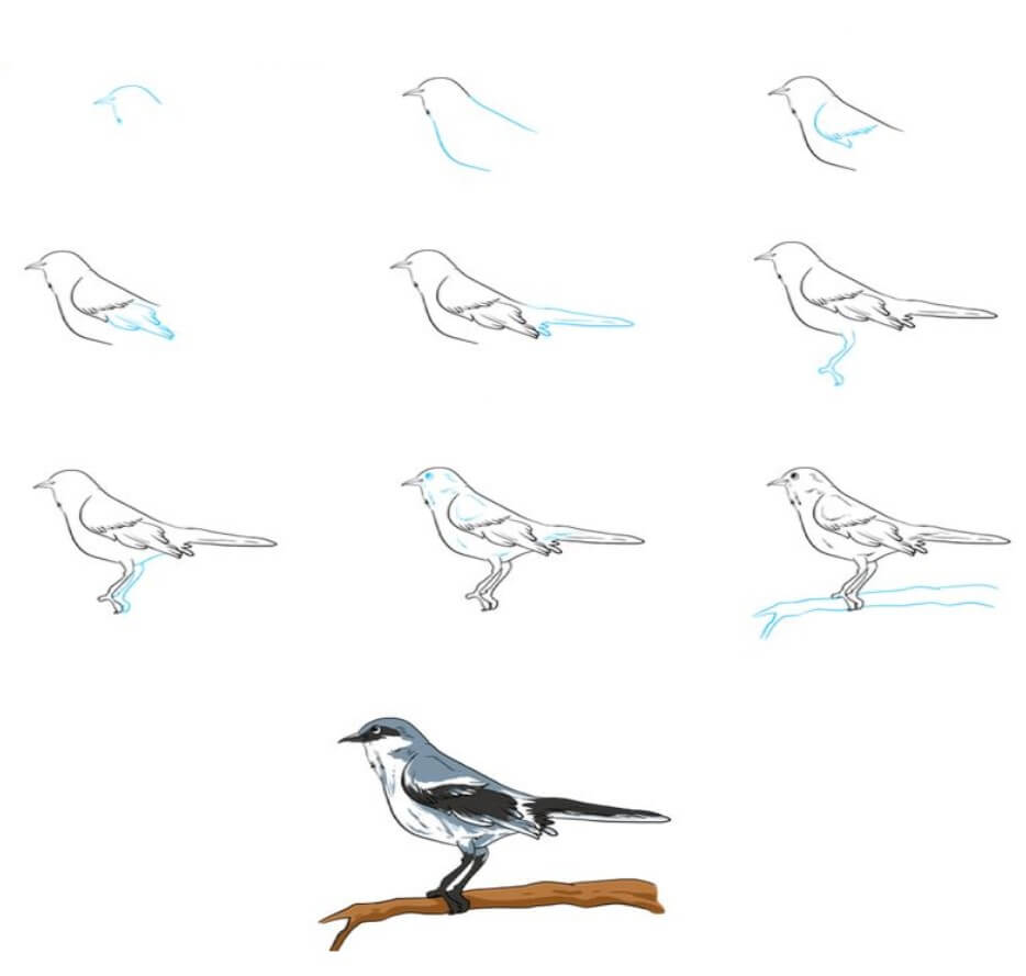 Kuş fikri (3) çizimi
