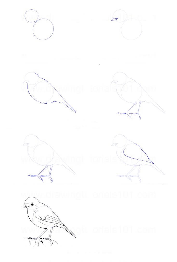 Kuş fikri (4) çizimi