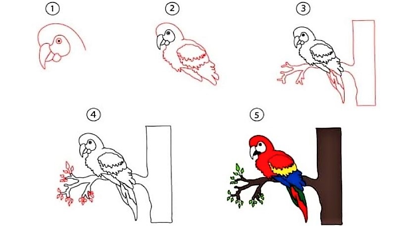 Papağan fikri 10 çizimi