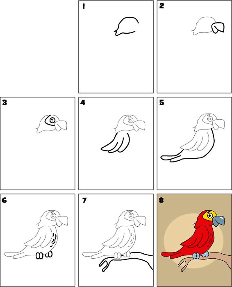 Papağan fikri 11 çizimi