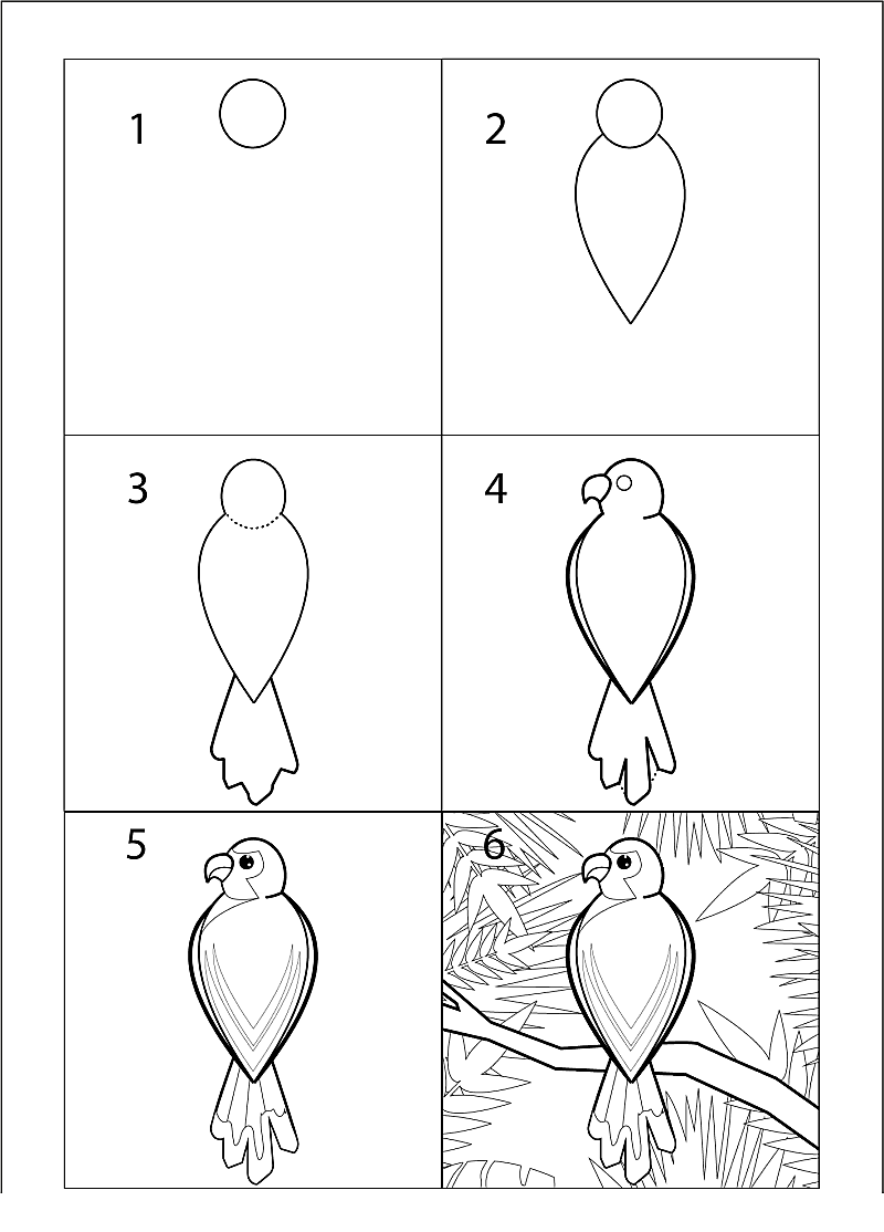 Papağan fikri 13 çizimi