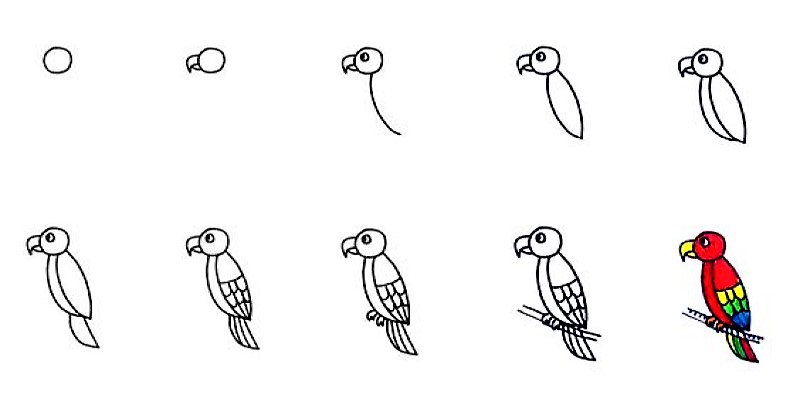 Papağan fikri 3 çizimi