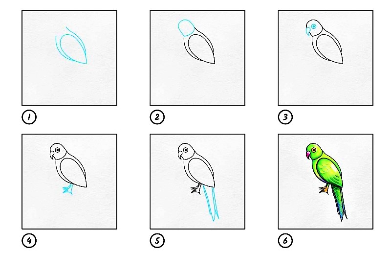Papağan fikri 8 çizimi