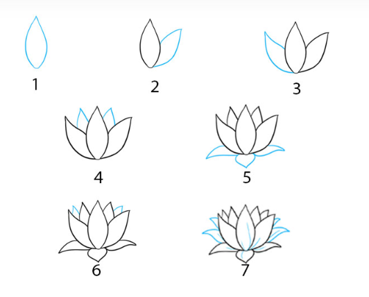 Bir lotus çiçeği açmaya başlar çizimi