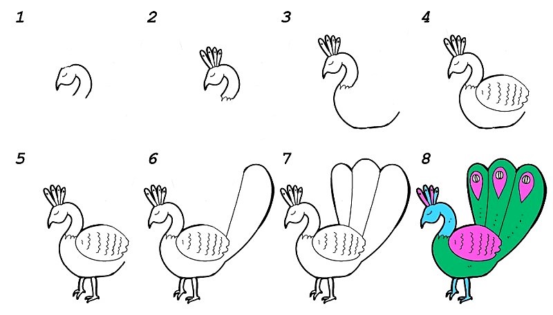 Tavus kuşu fikri 10 çizimi