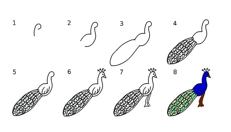 Tavus kuşu fikri 11 çizimi