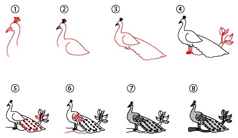 Tavus kuşu fikri 12 çizimi