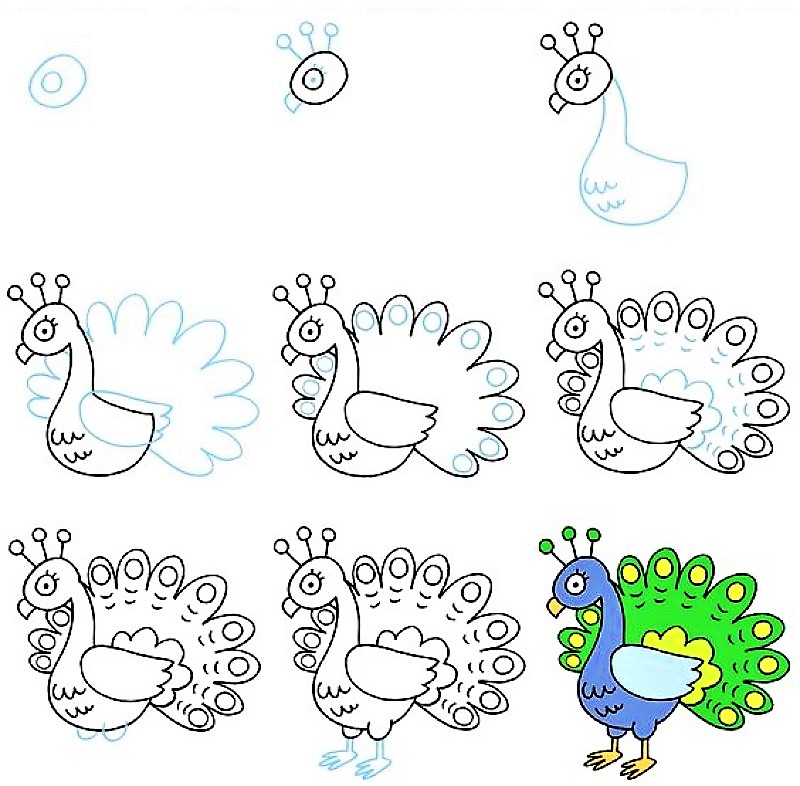 Tavus kuşu fikri 14 çizimi