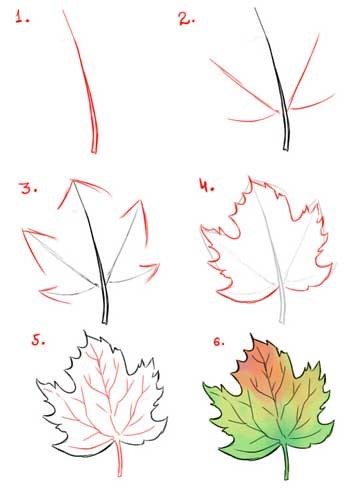 Maple Leaf Çizimi