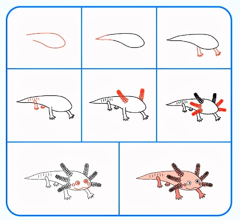 Axolotl 5 fikri çizimi