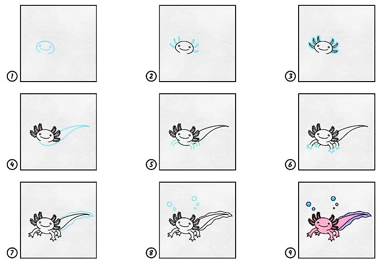 Axolotl 6 fikri çizimi