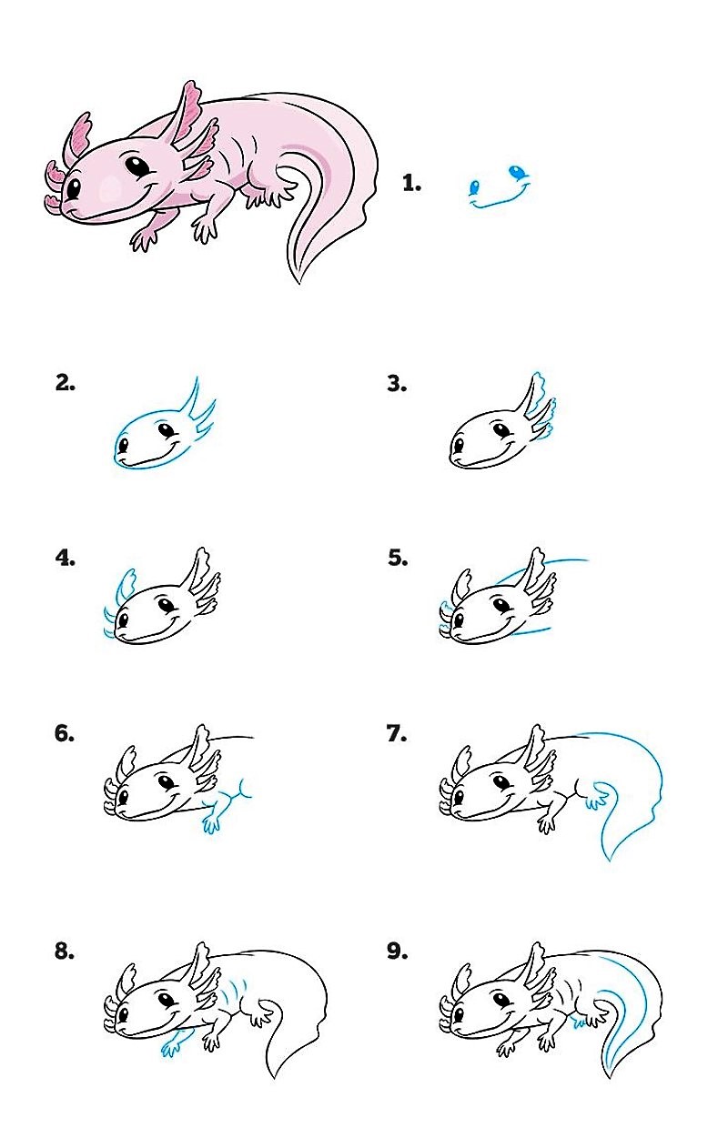 Ayrıntılı adım adım Axolotl çizimi
