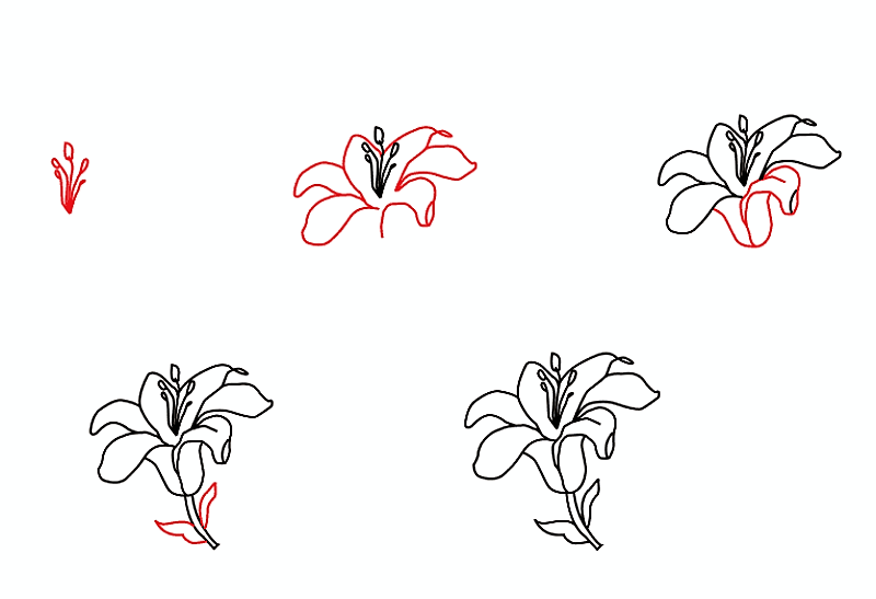Zambak çiçeği fikri 3 çizimi