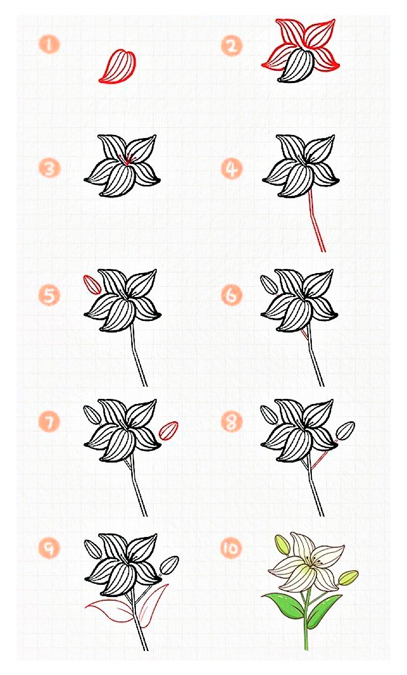 Zambak çiçeği fikri 5 çizimi