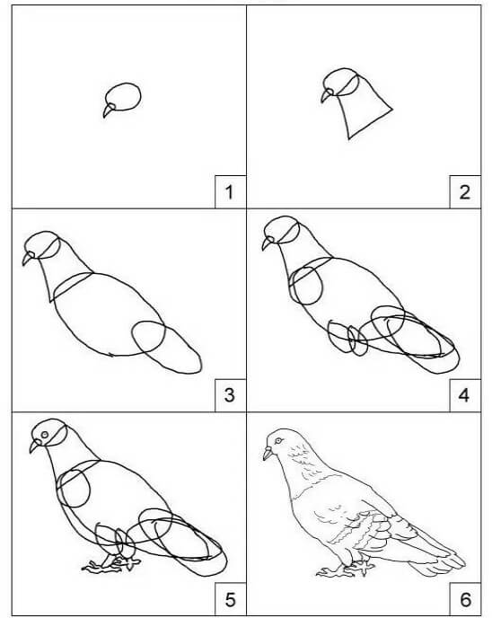 Basit güvercin çizimi