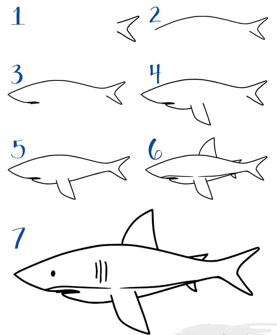 Beyaz köpekbalığı çizimi