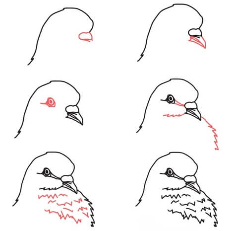 Güvercin kafası çizimi