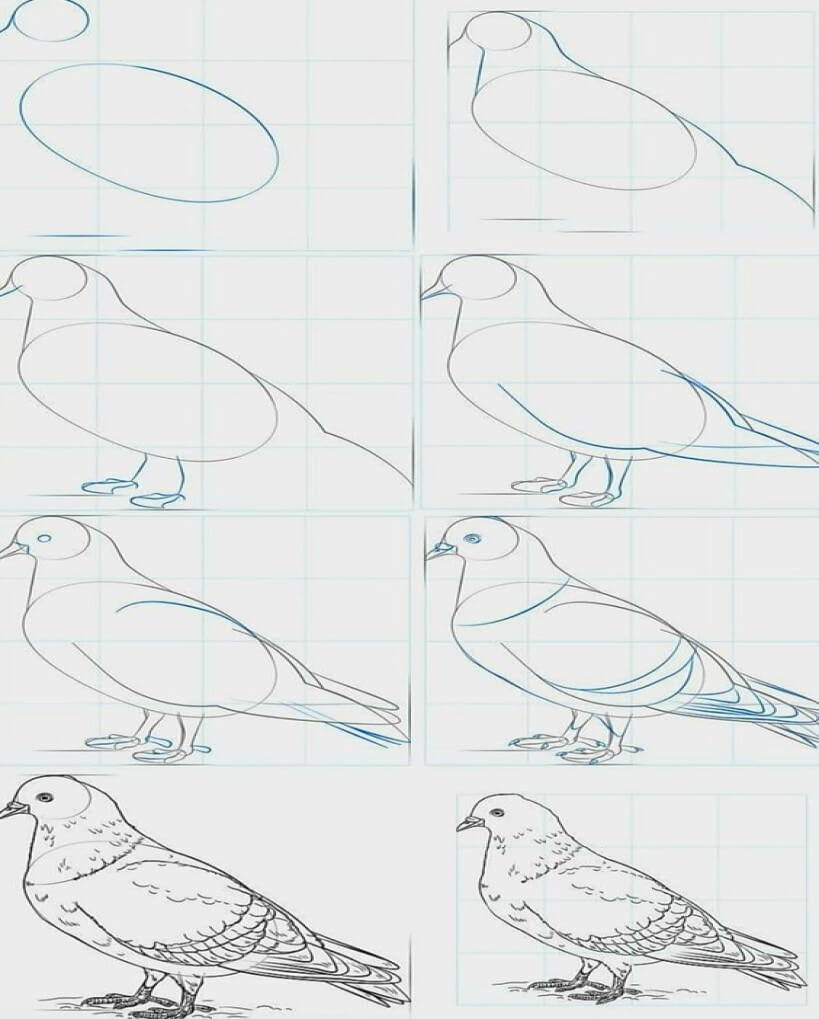 Güvercinler kolay çizimi