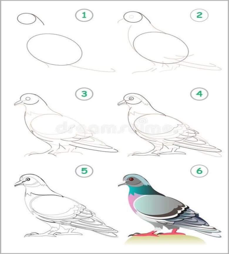 Güzel Güvercin çizimi