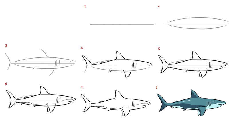 katil köpekbalığı çizimi