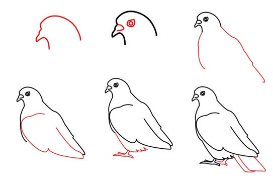 Kolayca güvercin çizimi