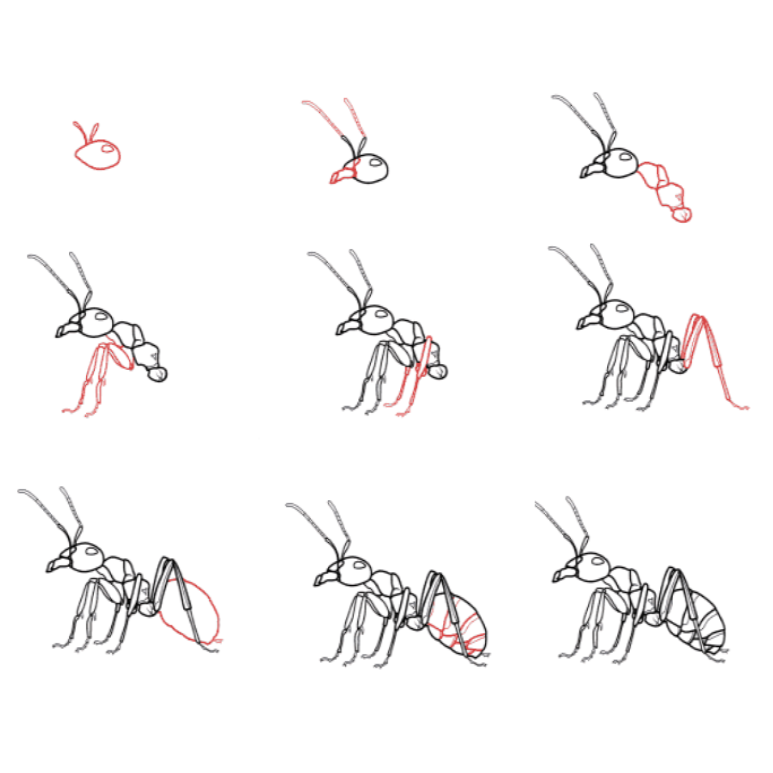 Asker karıncalar çizimi
