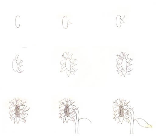 Ayçiçeği fikri (9) çizimi