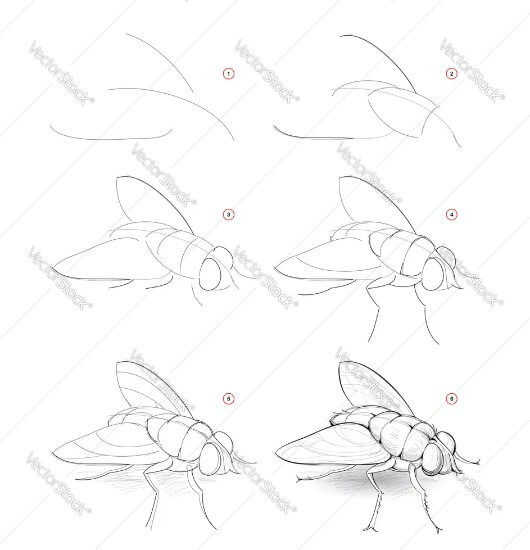 Bir sinek fikri (9) çizimi