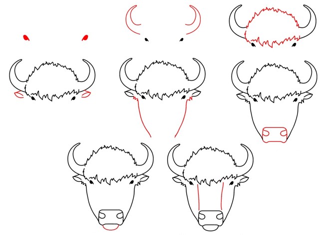 Bufalo kafası 2 çizimi