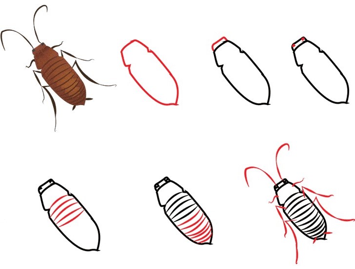 Hamamböcekleri fikri (6) çizimi