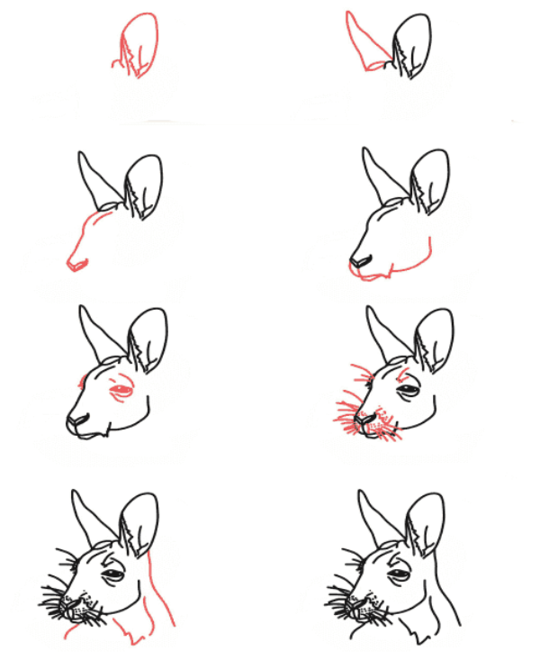 Kangaroo head çizimi
