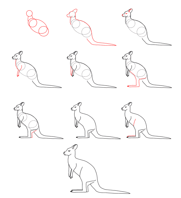 Kanguru fikri (13) çizimi