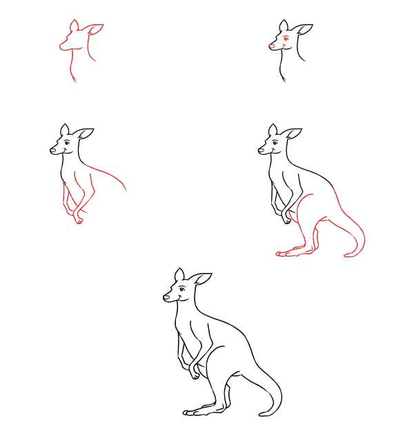 Kanguru fikri (8) çizimi