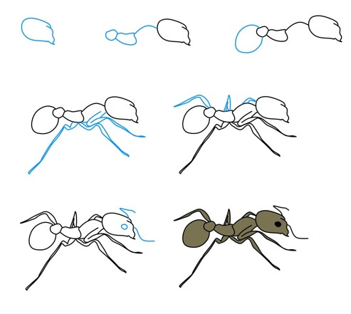 Karınca fikri (6) çizimi
