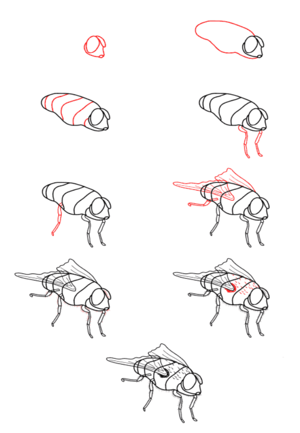 Rrealistic fly çizimi