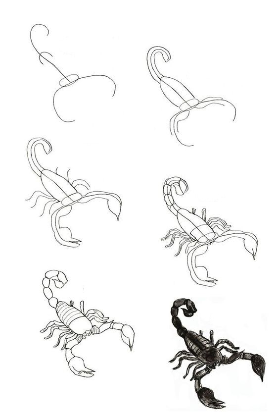 Skorpioni fikri (11) çizimi