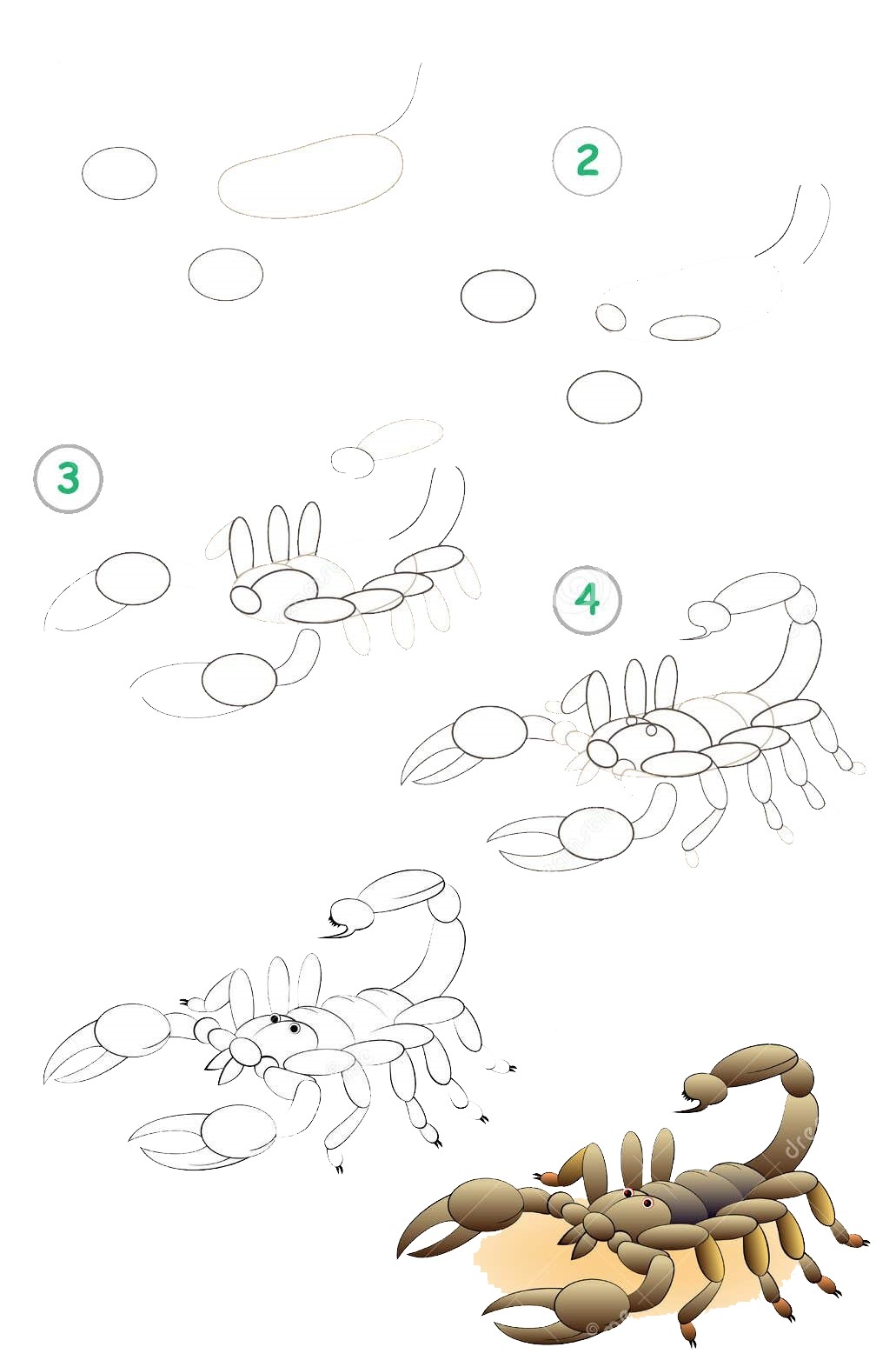 Skorpioni fikri (19) çizimi