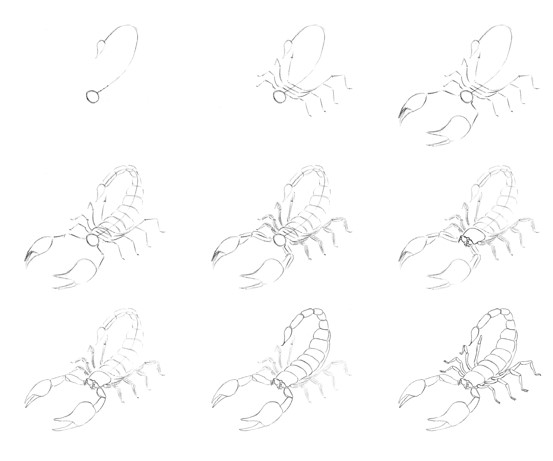 Skorpioni fikri (4) çizimi