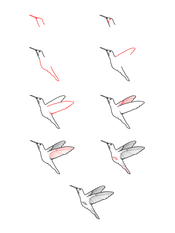 Realistic hummingbird çizimi