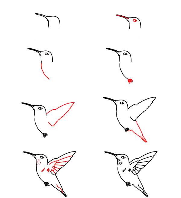 rufous-hummingbird-tutorial çizimi