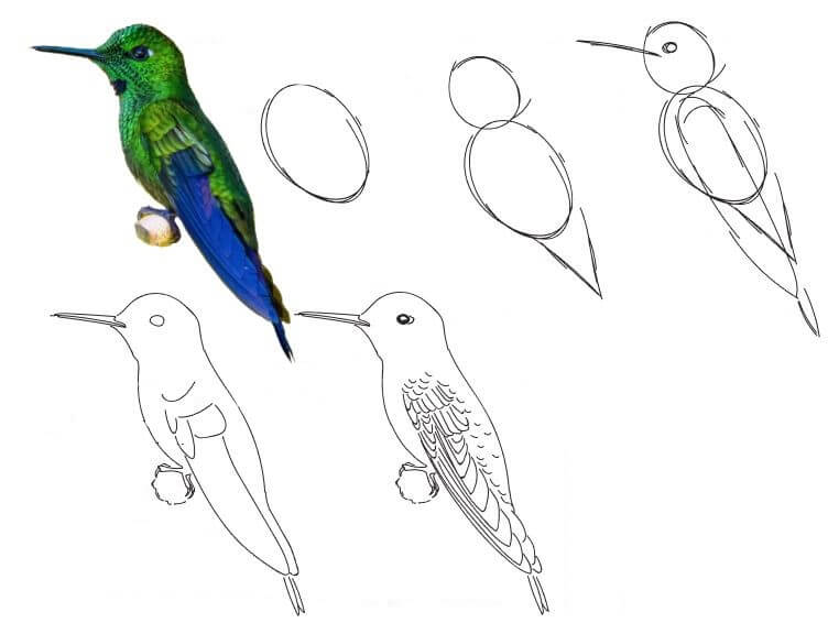 Sinek kuşu fikri (24) çizimi