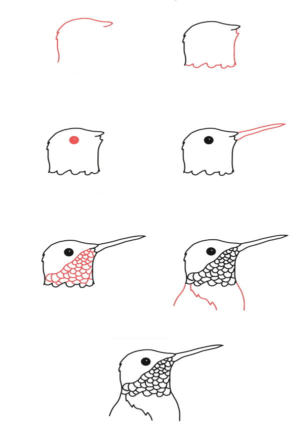 Sinek kuşu kafası çizimi