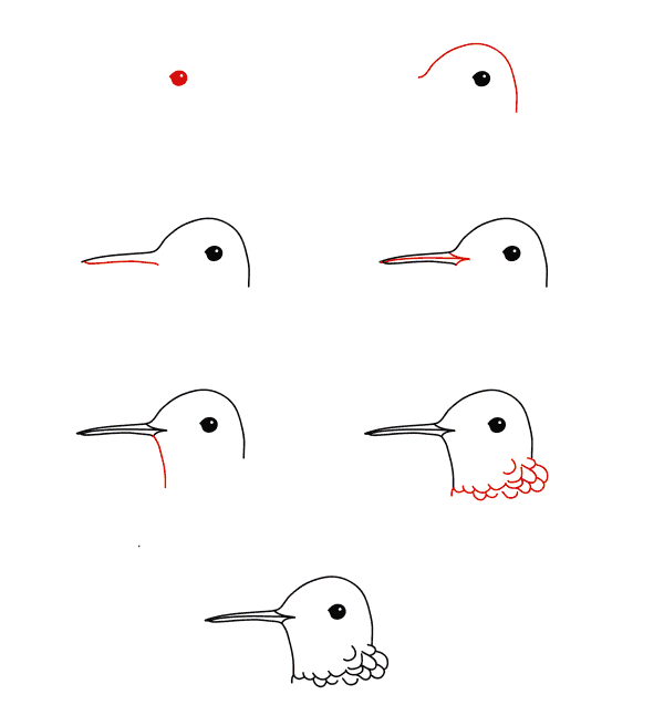 Sinek kuşu yüzü çizimi